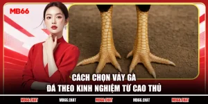 Cách Chọn Vảy Gà Đá Theo Kinh Nghiệm Từ Cao Thủ