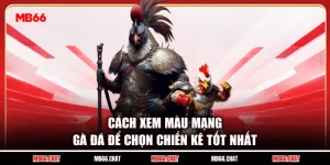 Cách Xem Màu Mạng Gà Đá Để Chọn Chiến Kê Tốt Nhất