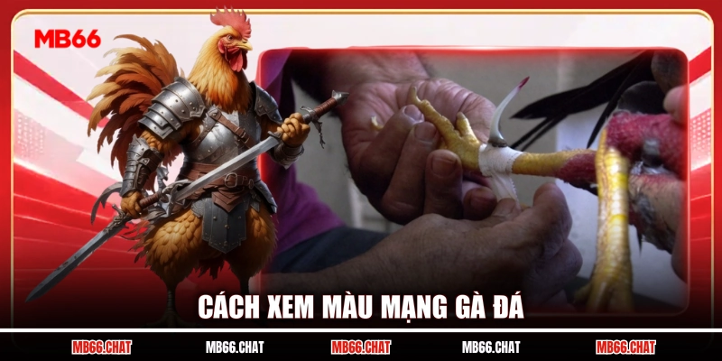 Cách xem màu mạng gà đá