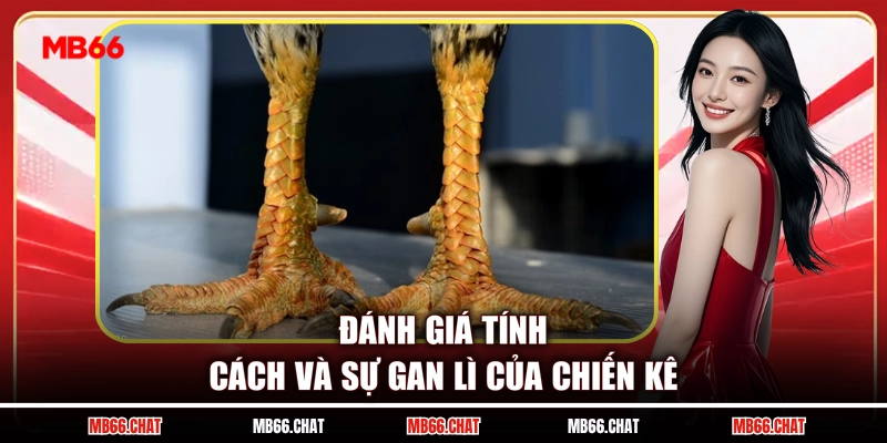Đánh giá tính cách và sự gan lì của chiến kê
