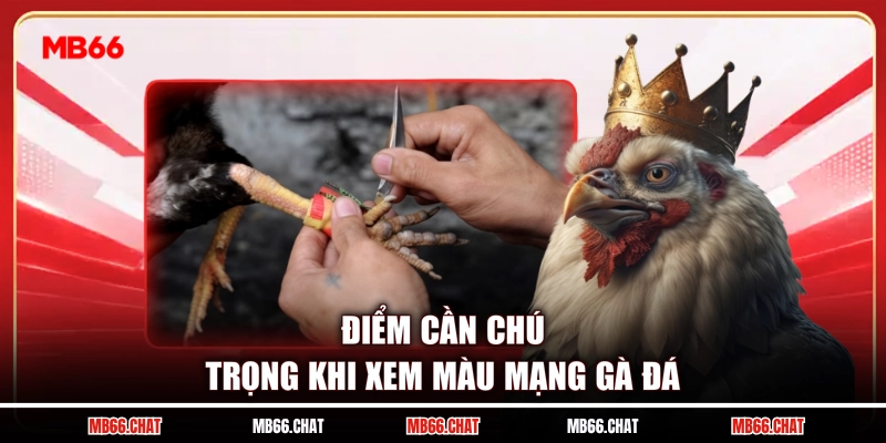 Điểm cần chú trọng khi xem màu mạng gà đá