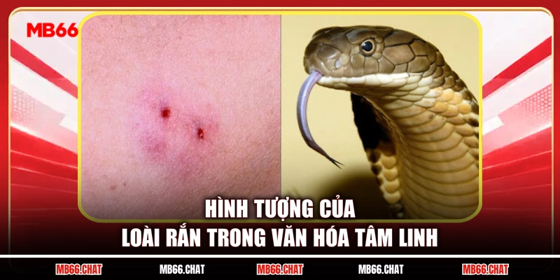 Hình tượng của loài rắn trong văn hóa tâm linh