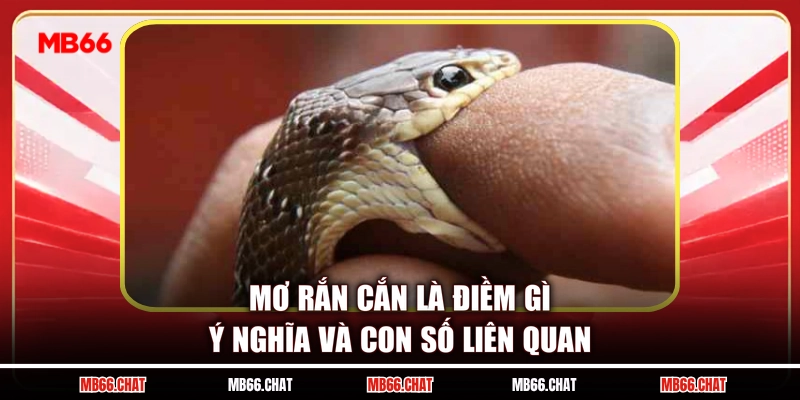 Mơ Rắn Cắn Là Điềm Gì - Ý Nghĩa Và Con Số Liên Quan