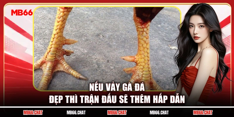 Nếu vảy gà đá đẹp thì trận đấu sẽ thêm hấp dẫn