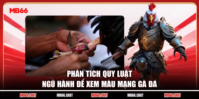 Phân tích quy luật ngũ hành để xem màu mạng gà đá